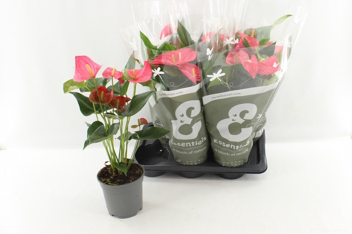 <h4>ANTHU AN MAINE</h4>