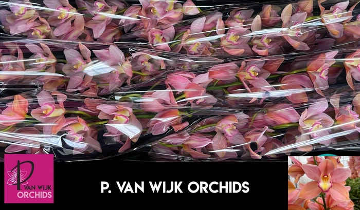 <h4>CYMB T SALM DELIGHT</h4>