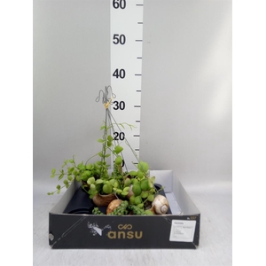 Dischidia nummul.