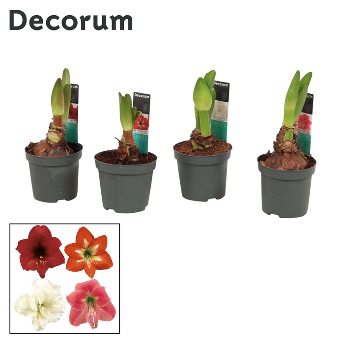 <h4>Amaryllis Kolibri Mix 2 Knop (Decorum)</h4>