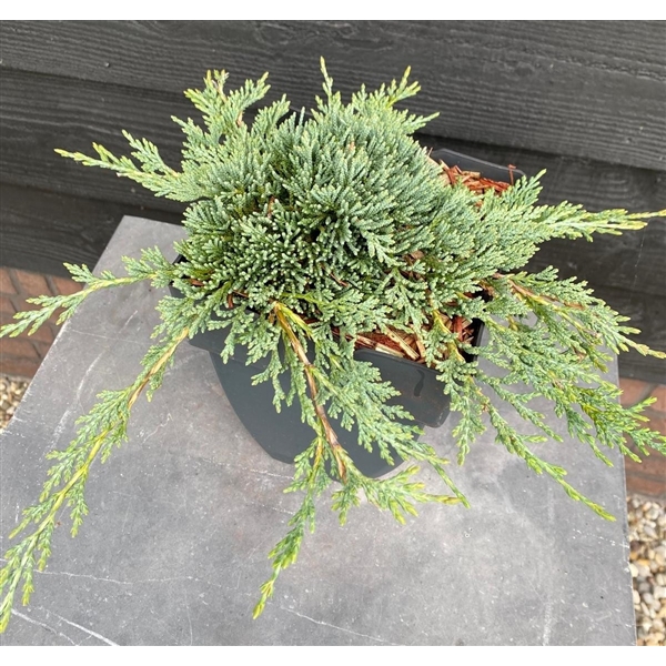<h4>Juniperus horizontalis 'Bar Harbor'</h4>