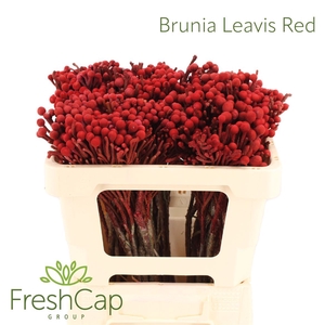 Brunia Leavis Red