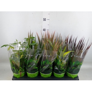 Planten Groen   ...mix  6