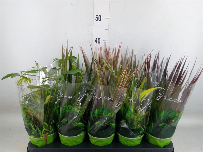 <h4>Planten Groen   ...mix  6</h4>