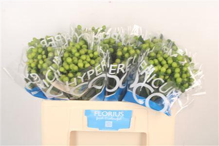 <h4>Hyp Coco Bamboo Green</h4>