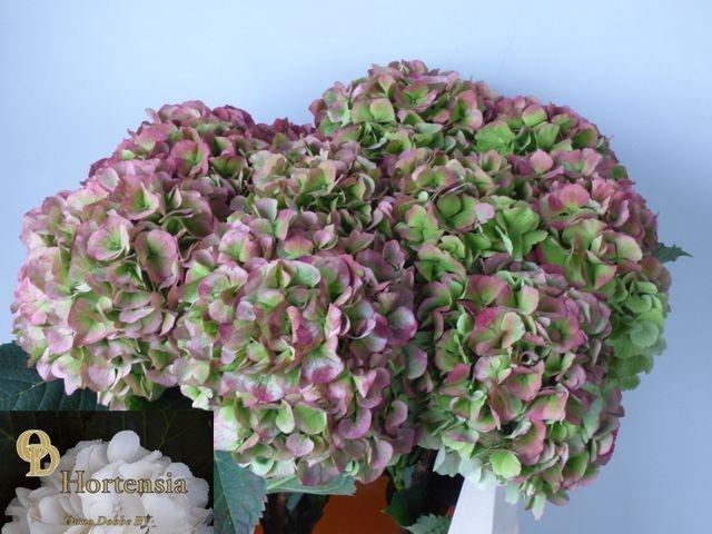 <h4>HYDR M CH VERENA CL</h4>