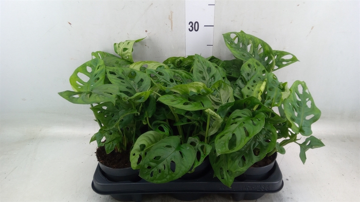 <h4>Monstera obliqua 'Monkey Mask'</h4>