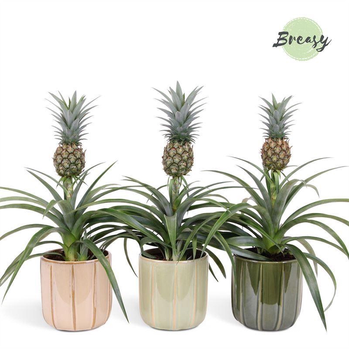 <h4>Ananas  'Mi Amigo'</h4>