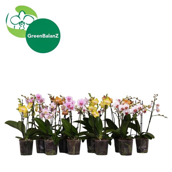 <h4>BalanZ - Phalaenopsis Mix 3t 16+/40-50</h4>