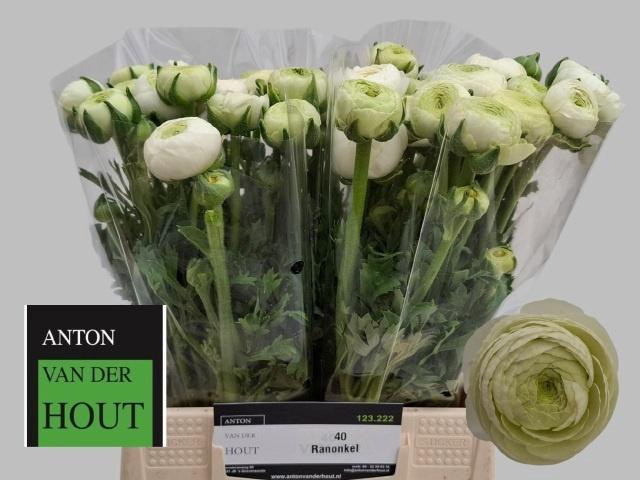 <h4>RAN AAZUR WHITE</h4>