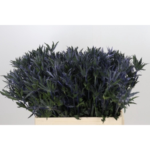 ERYNGIUM PLANUM PACIFIC BLUE STRIPE