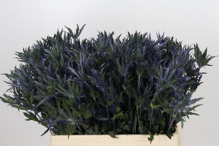 <h4>ERYNGIUM PLANUM PACIFIC BLUE STRIPE</h4>