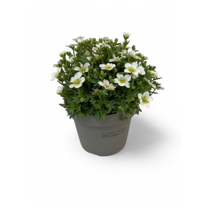 Saxifraga Arendsii Grp Touran Large White