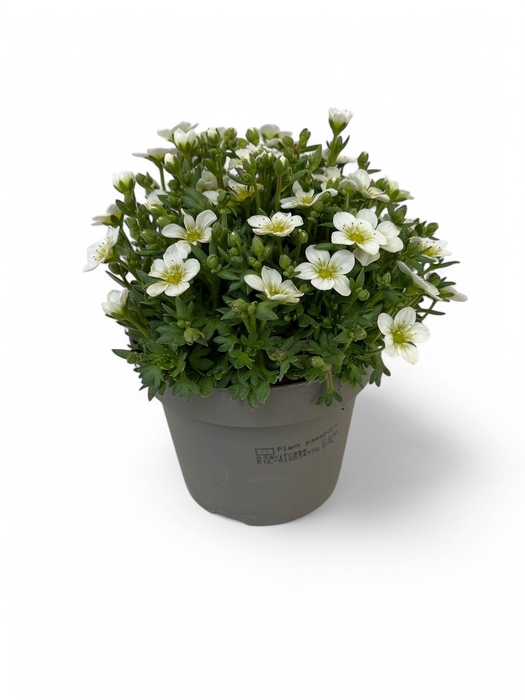 <h4>Saxifraga Arendsii Grp Touran Large White</h4>