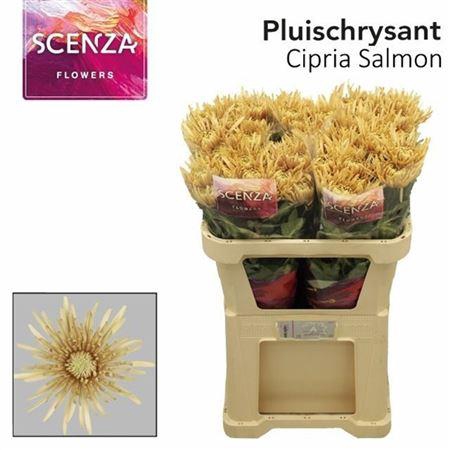 <h4>Chr G Cipria Salmon</h4>