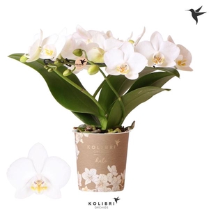 Phalaenopsis Multifloratypes overig wit