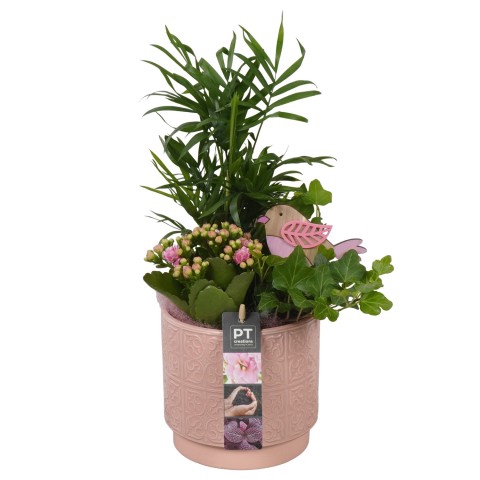 <h4>PTIB9024 Arrangementen kamerplanten</h4>