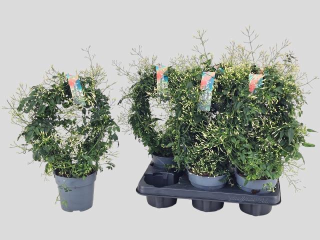 <h4>JASM POLYANTHUM WIT</h4>