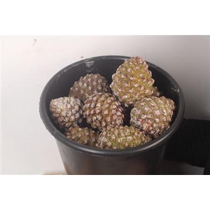 Pinea Fresh Middle X20 Bucket