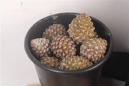 <h4>Pinea Fresh Middle X20 Bucket</h4>