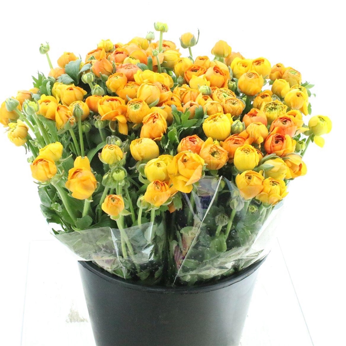 <h4>Ran El Orange Super</h4>