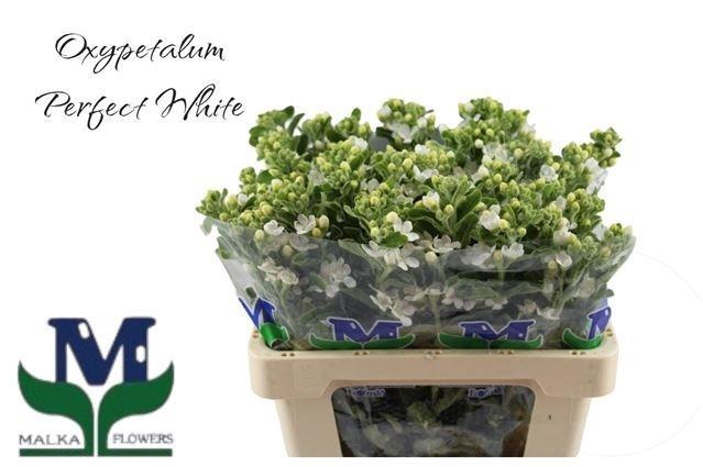 <h4>Oxy Co Perf Whi Harm</h4>