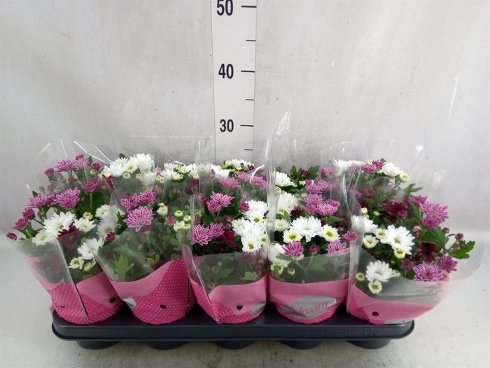 <h4>Chrysanthemum  'Stream'  ..mix pot</h4>