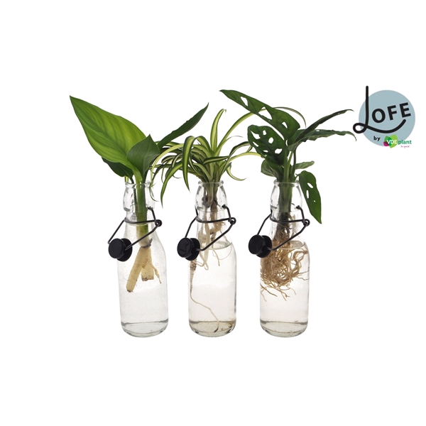 <h4>LOFE | Intenz mix in Ann glas zwarte dop - levertijd: 24 uur</h4>