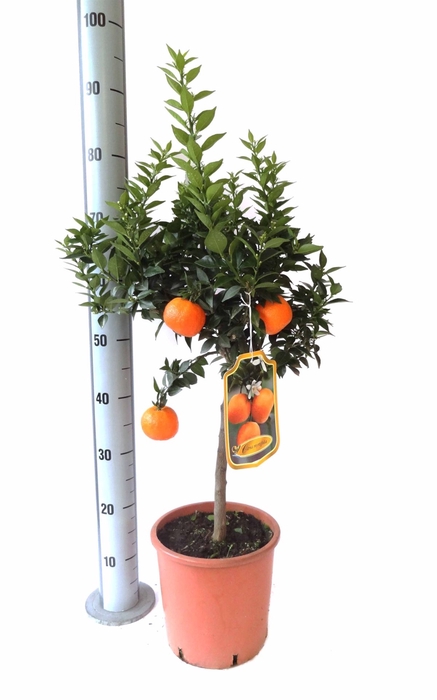 <h4>Citrus aurantifolia 'Chinotto'</h4>