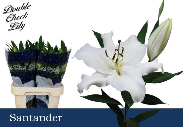 <h4>LI OR SANTANDER</h4>