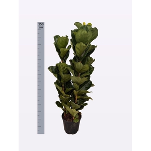 FICUS LYRATA