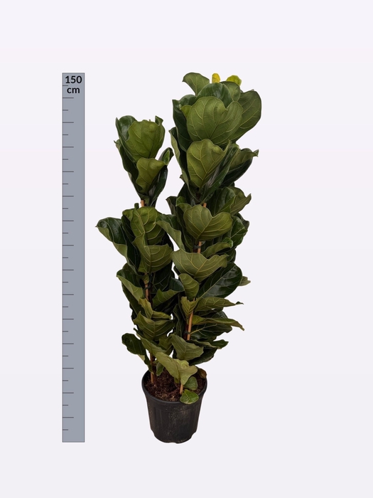 <h4>FICUS LYRATA</h4>