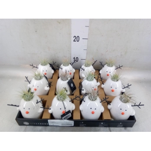 Arr.   Kamerplant Groen L%