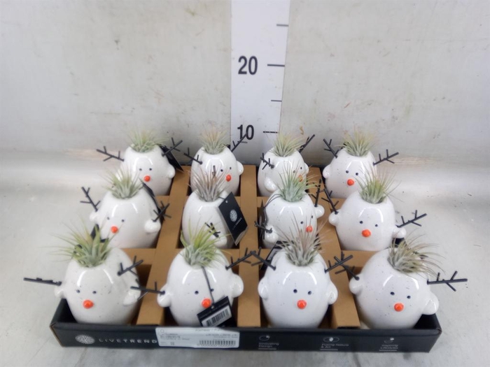 <h4>Arr.   Kamerplant Groen L%</h4>