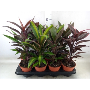 Cordyline   ...mix