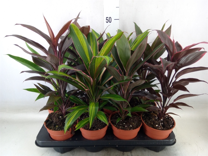 <h4>Cordyline   ...mix</h4>