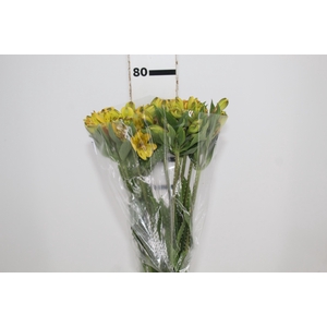 ALSTROEMERIA CARIBBEAN 080 CM