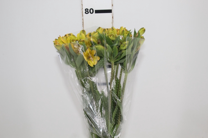 <h4>ALSTROEMERIA CARIBBEAN 080 CM</h4>