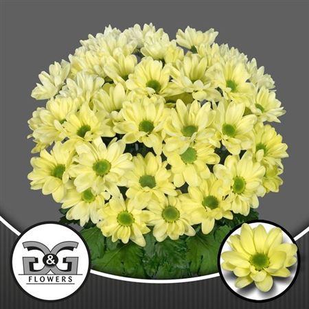 <h4>Chr T Chic Cream</h4>