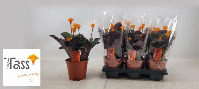 <h4>CALAT CROCATA</h4>