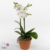 Kolibri Orchids Phalaenopsis FInland 3 spike