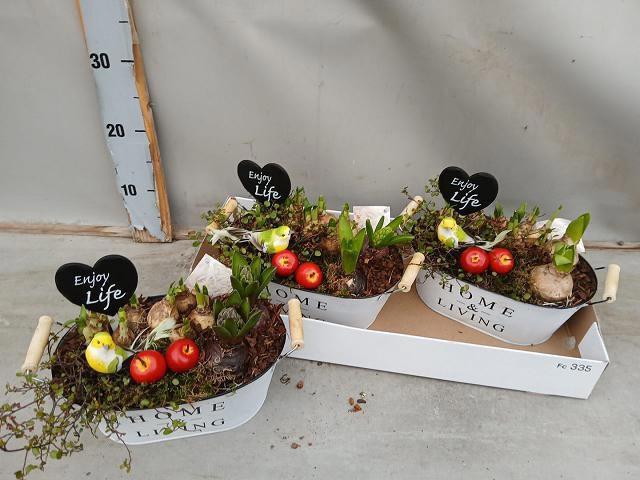 <h4>ARR BOL KNOLGEWAS</h4>