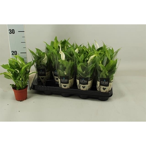 Spathiphyllum Pearl Cupido 7Ø 20cm 1fl