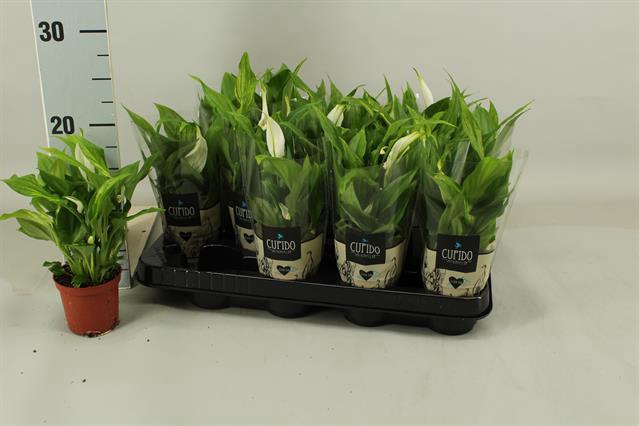 Spathiphyllum Pearl Cupido 7Ø 20cm 1fl