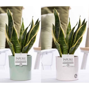 Sansevieria Trif. 