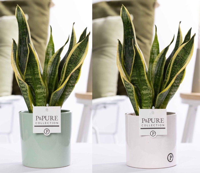 <h4>Sansevieria Trif. "Futura Superba" in P&PURE Essential cer ass.2</h4>