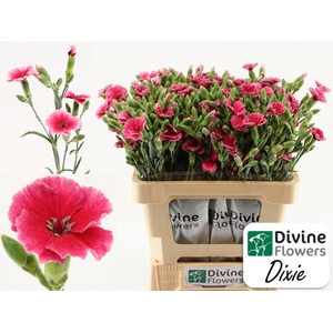 Di Solomio Dixie Divine