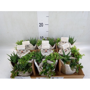 Arr.   Kamerplant Groen L%