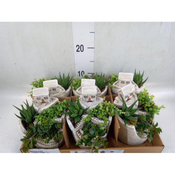 <h4>Arr.   Kamerplant Groen L%</h4>