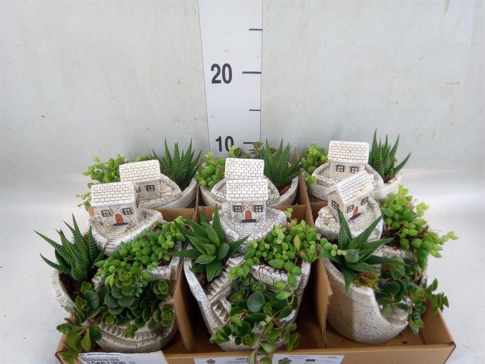Arr.   Kamerplant Groen L%